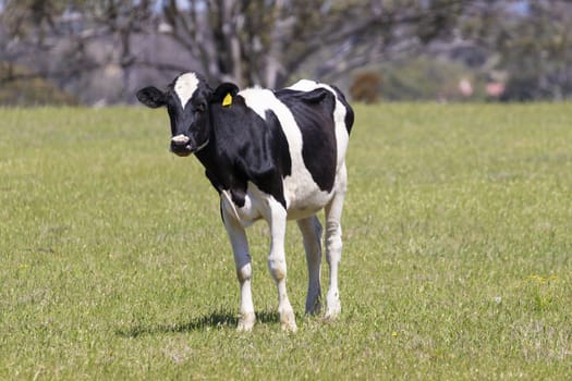 Black and White dairy cows grazing in a green field of grass.