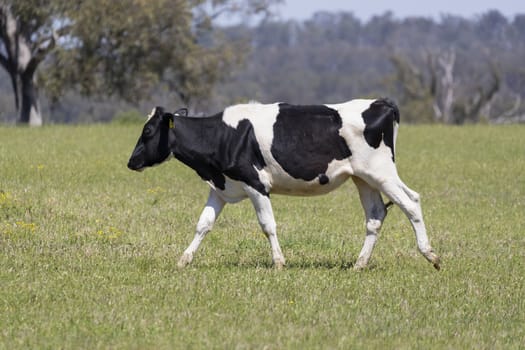 Black and White dairy cows grazing in a green field of grass.