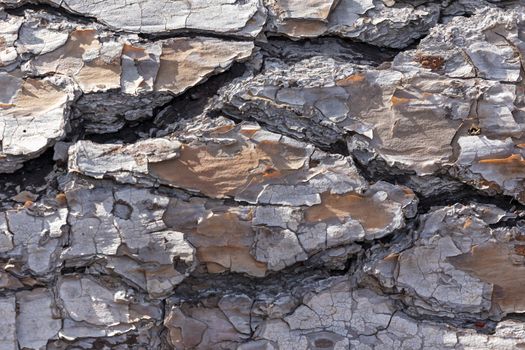 Close up of bark on an old fallen tree in the sunshine in regional Australia