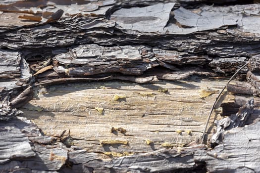 Close up of bark on an old fallen tree in the sunshine in regional Australia