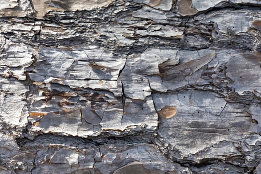 Close up of bark on an old fallen tree in the sunshine in regional Australia