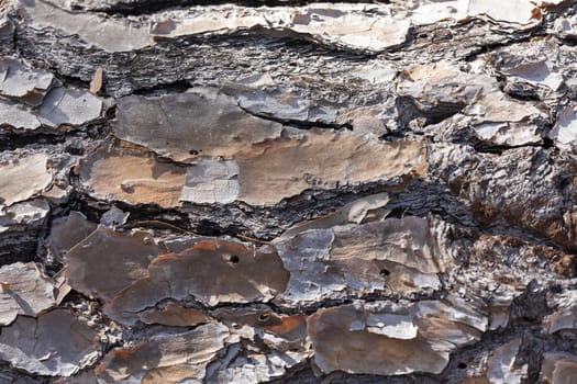 Close up of bark on an old fallen tree in the sunshine in regional Australia