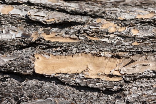 Close up of bark on an old fallen tree in the sunshine in regional Australia