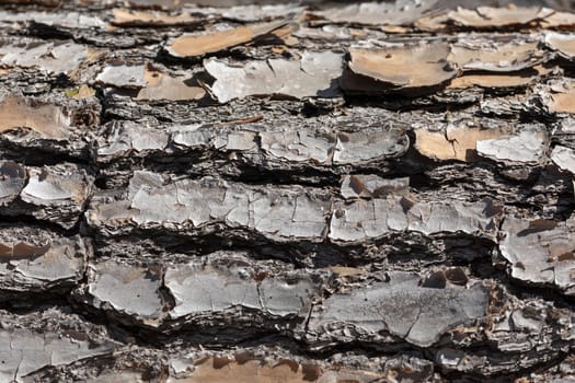 Close up of bark on an old fallen tree in the sunshine in regional Australia