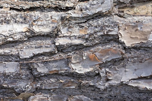 Close up of bark on an old fallen tree in the sunshine in regional Australia