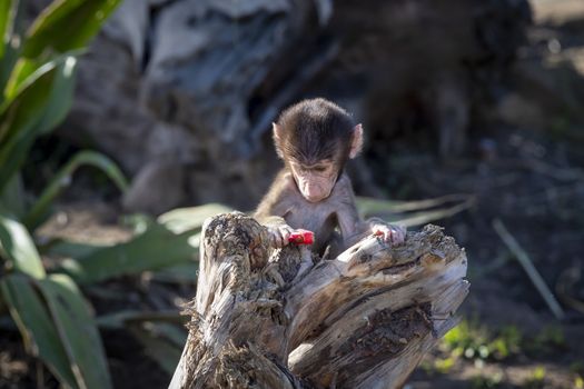 A baby Hamadryas Baboon playing outside on a fallen tree branch