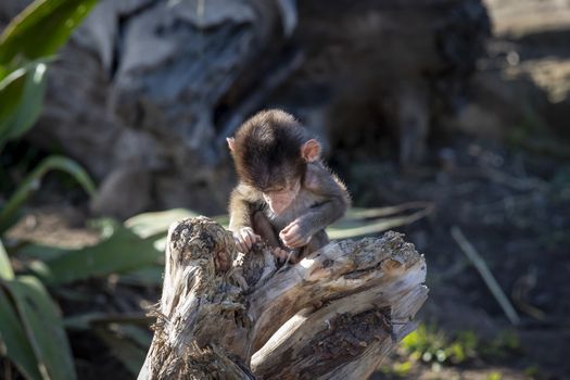 A baby Hamadryas Baboon playing outside on a fallen tree branch