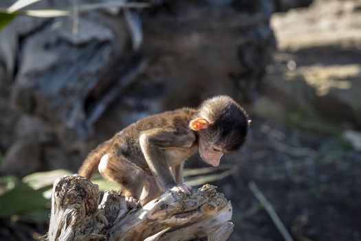 A baby Hamadryas Baboon playing outside on a fallen tree branch