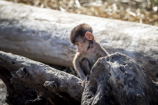 A baby Hamadryas Baboon playing outside on a fallen tree branch