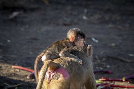 A baby Hamadryas Baboon playing outside with their family unit