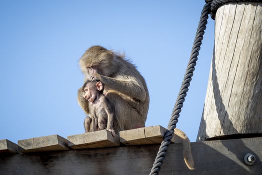 A baby Hamadryas Baboon playing outside with their family unit