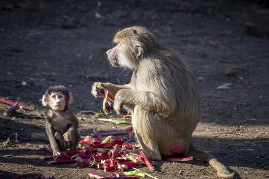 A baby Hamadryas Baboon playing outside with their family unit