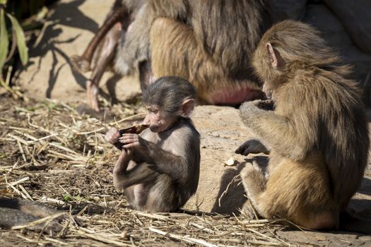 A baby Hamadryas Baboon playing outside with their family unit