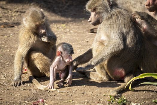 A baby Hamadryas Baboon playing outside with their family unit