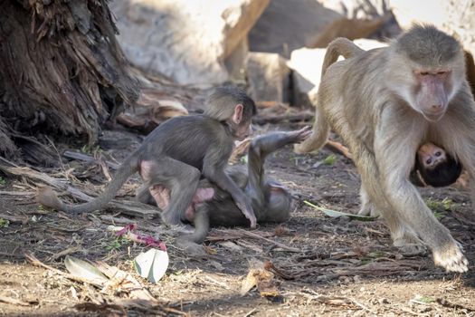 A baby Hamadryas Baboon playing outside with their family unit