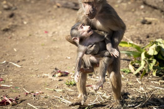 A baby Hamadryas Baboon playing outside with their family unit