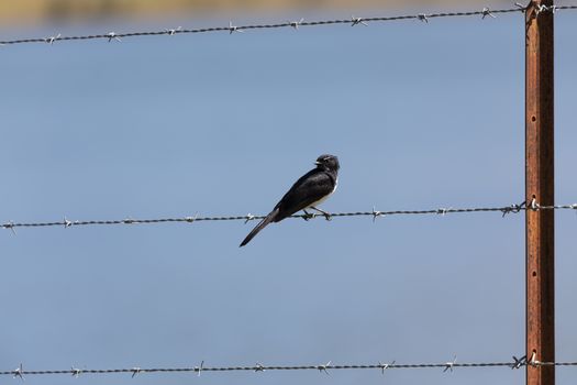 A black sparrow sitting on barbed wire on a fence in the sunshine with a blue water in the background