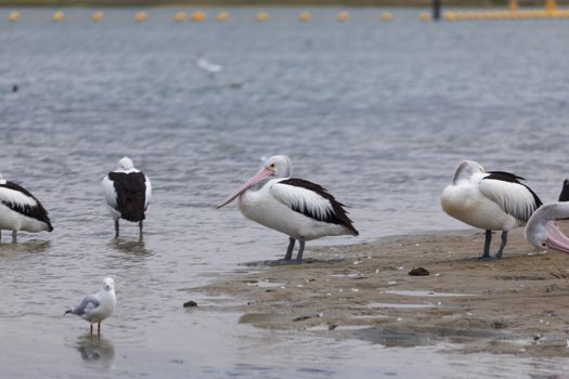 A flock of pelicans sitting on the side of a large estuary near the mouth of the River Murray in Goolwa