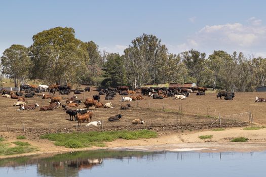 A herd of dairy cows resting on brown dirt near the milking shed in front of a creek on a hill.