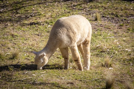 A Llama grazing in the sunshine in a green agricultural field