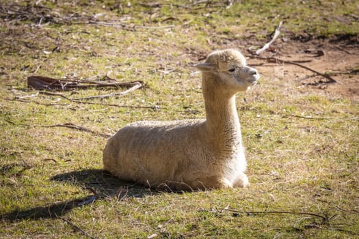 A Llama sitting in the sunshine in a green agricultural field