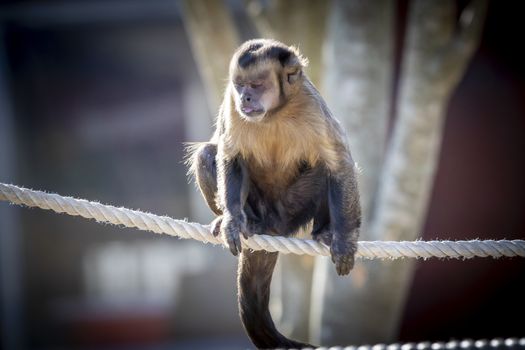 A Tufted Capuchin monkey walking on a rope in the sunshine