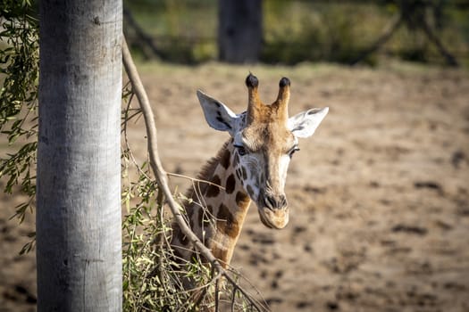 A young Giraffe eating leaves in a field in the sunshine