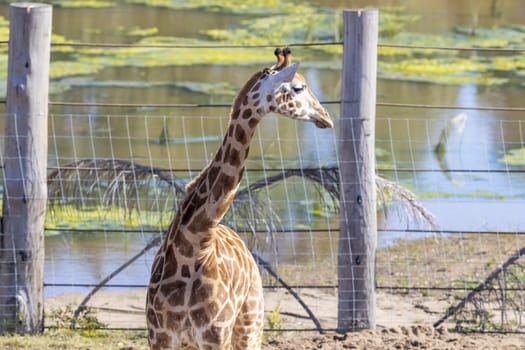 A young Giraffe eating leaves in a field in the sunshine