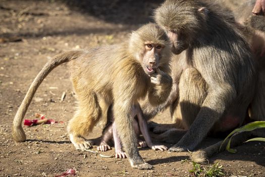 Adolescent Hamadryas Baboons preening each other