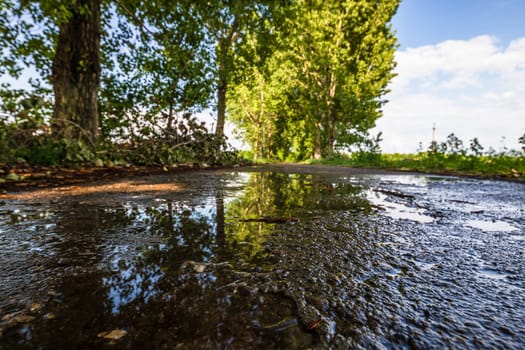 Way through a row of trees on a sunny day after rain.