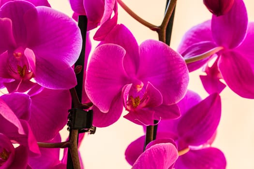 Beautiful delicate Phalaenopsis orchid flowers , detail and close up photo.