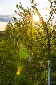 Beautiful sun lights over the orchard of lined trees with painted trunks in white.