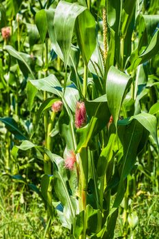 Sun lights over a green corn field growing, detail of green corn on agricultural field.