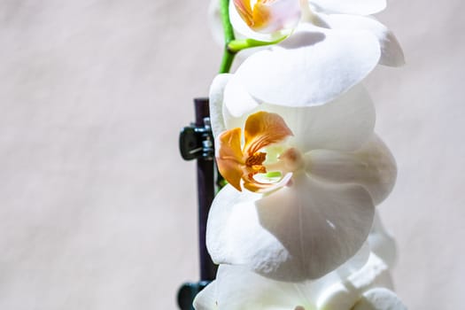Beautiful delicate Phalaenopsis orchid flowers , detail and close up photo.