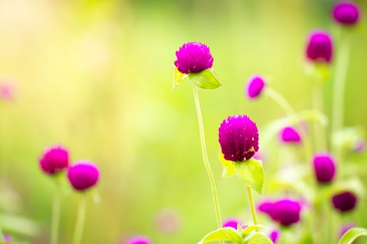 Purple flowers in green nature background are refreshing and morning sun. Globe Amaranth amidst the rich wildflower fields. The concept of nature and the beautiful ecosystem. Closeup and copy space.
