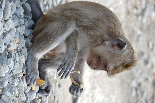 Macaca fascicularis is a small-bodied long-tailed monkey native to Southeast Asia, used for medical experiments. The color of the hair on his body is gray brown. The babies are blackish in color.