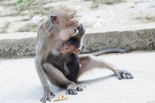 Macaca fascicularis is a small-bodied long-tailed monkey native to Southeast Asia, used for medical experiments. The color of the hair on his body is gray brown. The babies are blackish in color.