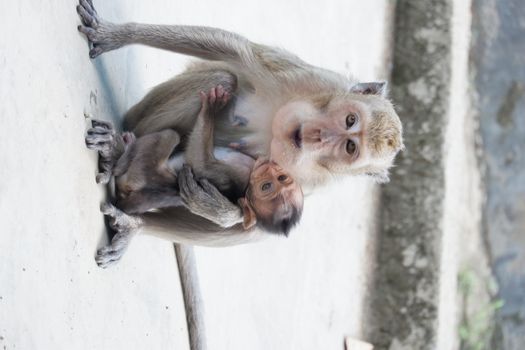 Macaca fascicularis is a small-bodied long-tailed monkey native to Southeast Asia, used for medical experiments. The color of the hair on his body is gray brown. The babies are blackish in color.