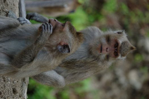 Macaca fascicularis is a small-bodied long-tailed monkey native to Southeast Asia, used for medical experiments. The color of the hair on his body is gray brown. The babies are blackish in color.