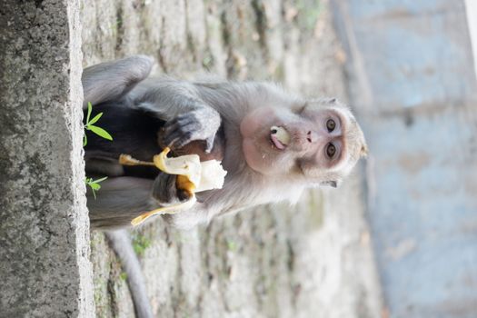 Macaca fascicularis is a small-bodied long-tailed monkey native to Southeast Asia, used for medical experiments. The color of the hair on his body is gray brown. The babies are blackish in color.