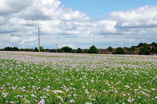 A field of cultivated opium poppies growing in Basingstoke, Hampshire.