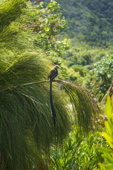 Cape sugarbird sitting on plants flowers long tail in Kirstenbosch National Botanical Garden, Cape Town, South Africa.