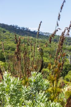 Cape sugarbird sitting on plants flowers long tail in Kirstenbosch National Botanical Garden, Cape Town, South Africa.