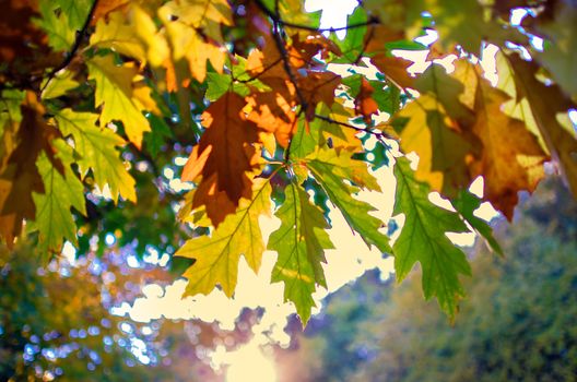 Autumn colored leaves on a tree branch. Natural background. Autumn landscape on november. Fall blurred background.