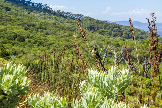 Cape sugarbird sitting on plants flowers long tail in Kirstenbosch National Botanical Garden, Cape Town, South Africa.