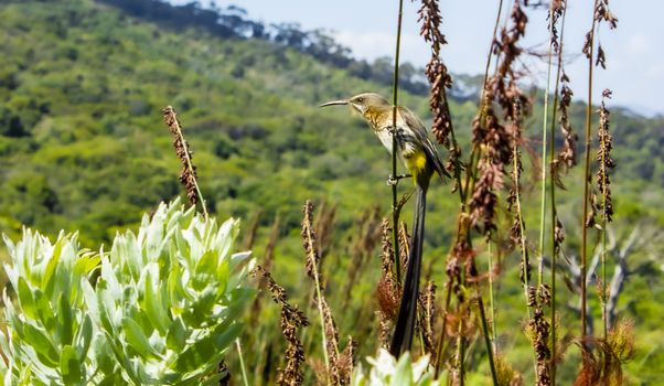 Cape sugarbird sitting on plants flowers long tail in Kirstenbosch National Botanical Garden, Cape Town, South Africa.