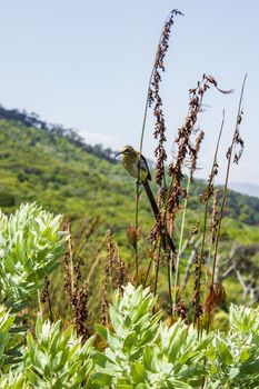 Cape sugarbird sitting on plants flowers long tail in Kirstenbosch National Botanical Garden, Cape Town, South Africa.