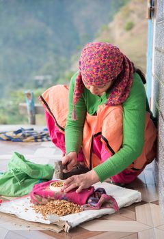 Young Himachali woman in traditional dress cracking nuts with a hammer outdoors at home.