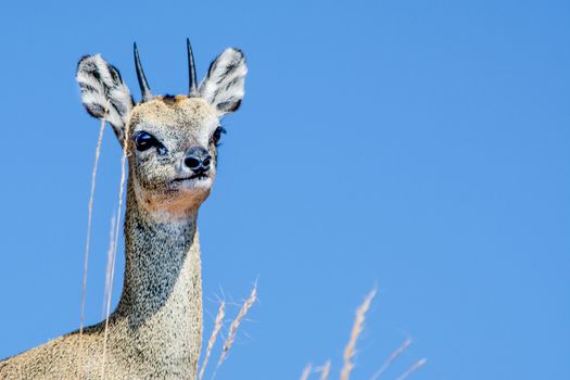 Klipspringer antelope (Oreotragus oreotragus) on blue sky in the background. Plenty of copy space. Animal wildlife