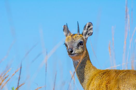 Klipspringer antelope (Oreotragus oreotragus) on blue sky in the background. Plenty of copy space. Animal wildlife